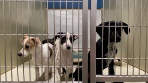 Kern County Animal Shelter Dogs for Adoption – What You Need to Know