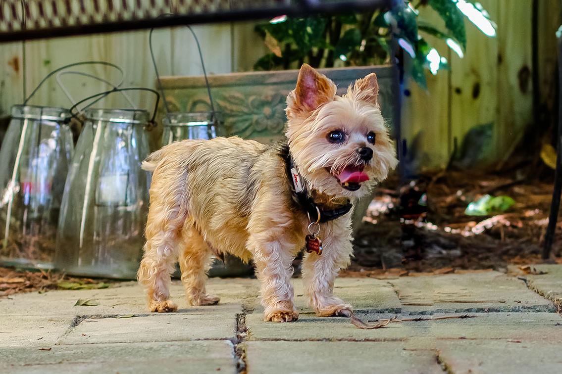 Small Dog Rescue Maine Dogs for Adoption – Find Your New Best Friend