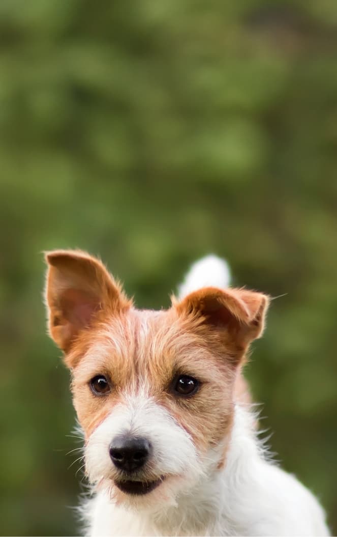 Small Dogs for Adoption Near Me – Find Your Match