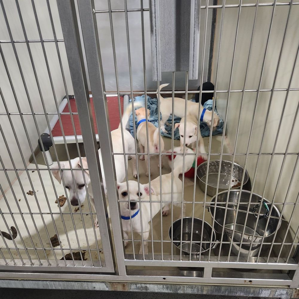 Tehachapi Animal Shelter: Adopt, Support, and Learn