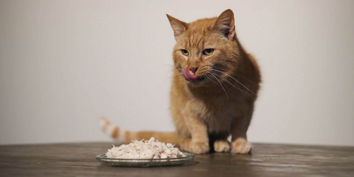 What is the best cat food for cats that throw up?