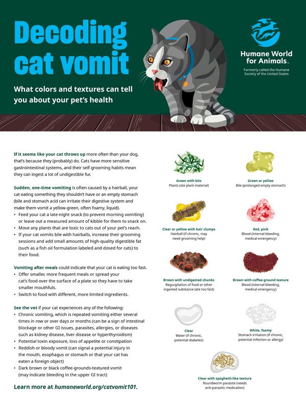 What to Feed a Cat That Throws Up a Lot – Diet Help