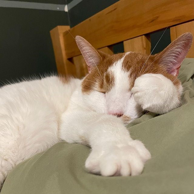 Why does my cat vomit undigested food but act normal?