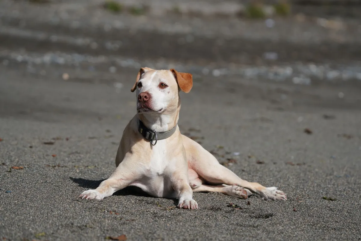 Animal Protection Society Friday Harbor Photos: Find Your Perfect Pet Match