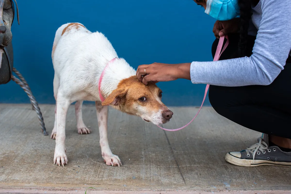 Animal Protection Society of Durham Adoption Guide