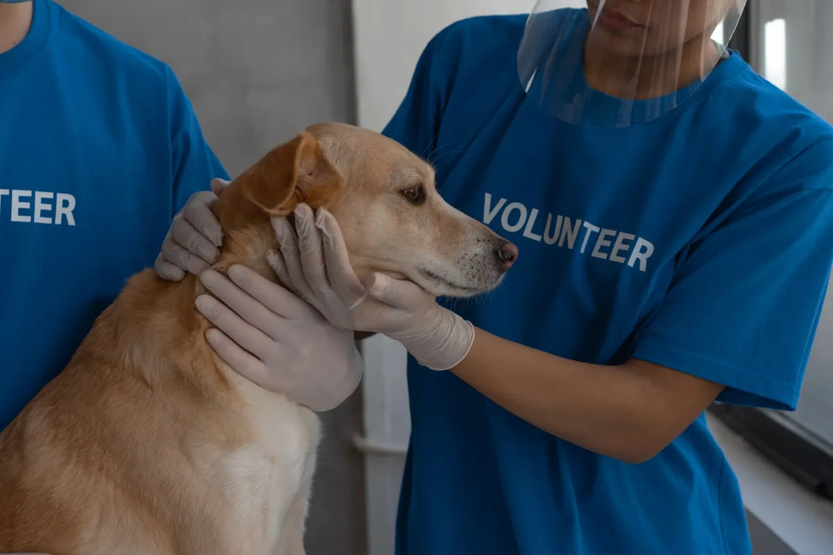 Animal Welfare Organizations: Find Trusted Help Fast