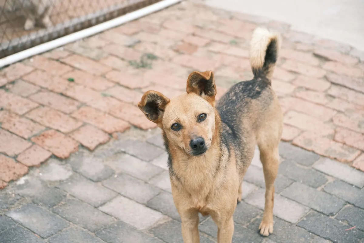 ASPCA – American Society for the Prevention of Cruelty to Animals