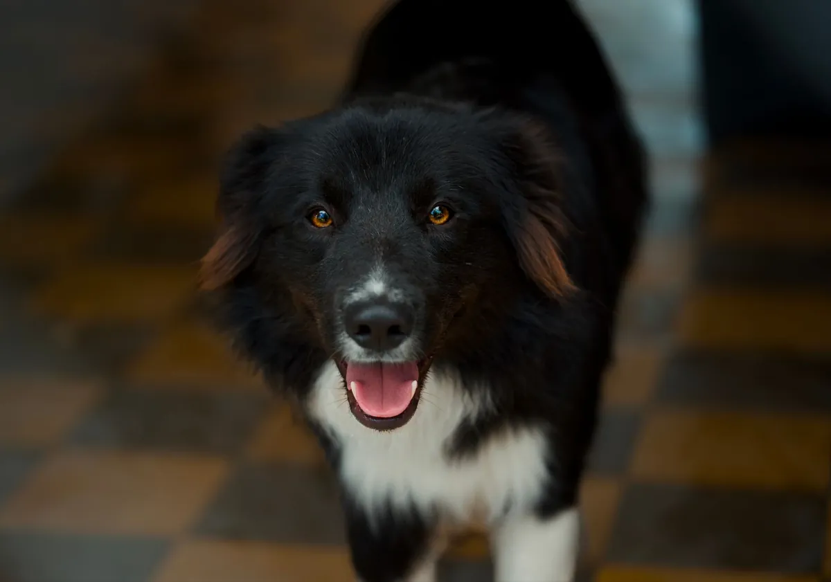 B-squad Dog Rescue Sioux Falls – Find Your Forever Companion