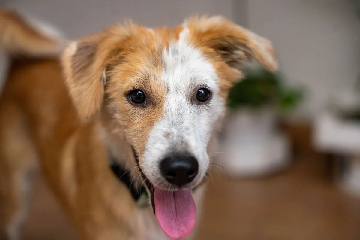 Best Friends Animal Society – What It Is, Where It’s Located & How to Get Involved