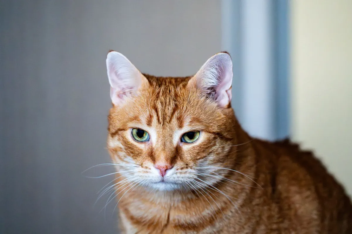 Cat Adoption Fairfax – Find Your Furry Friend Today