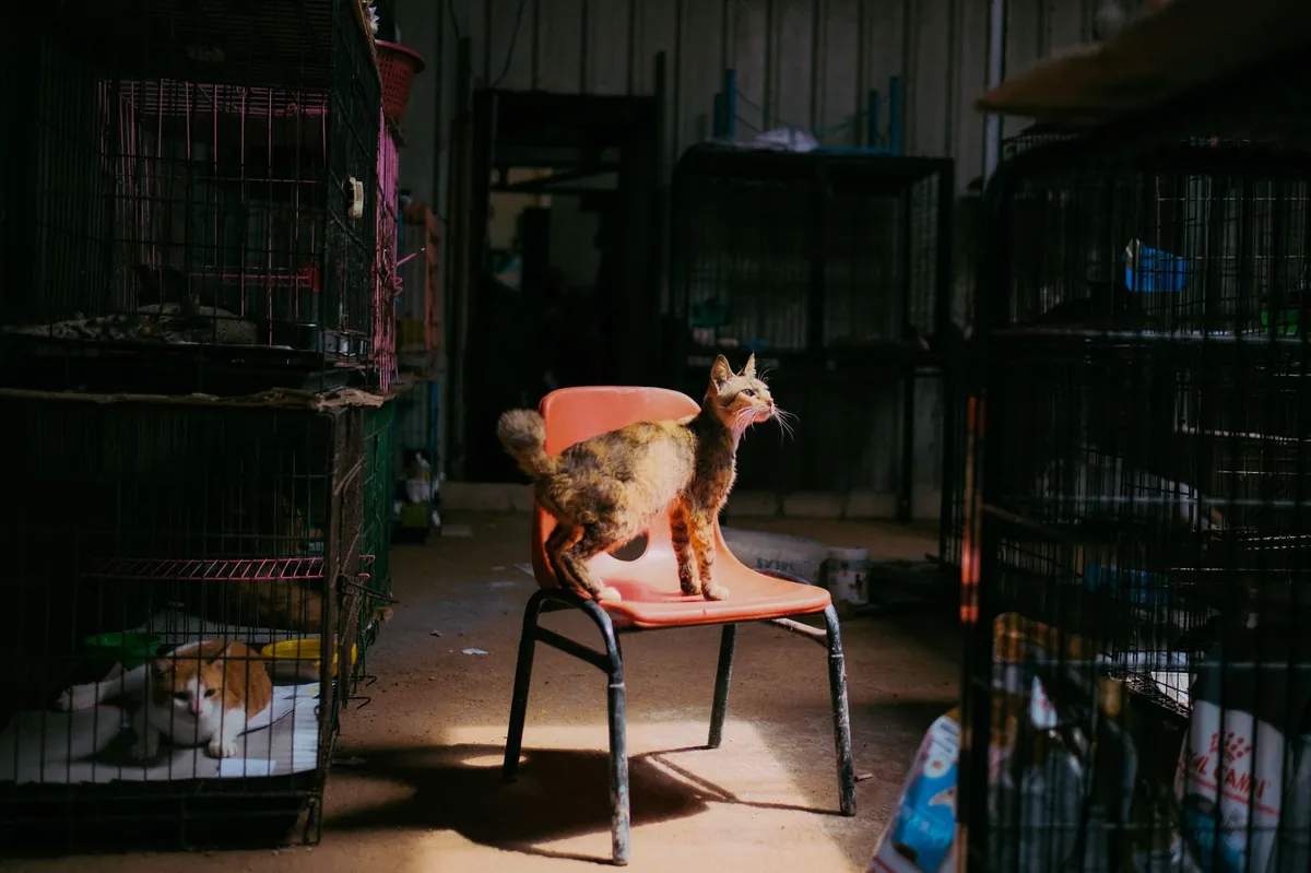 Cat Sanctuary NC: Safe Havens and Adoption Options
