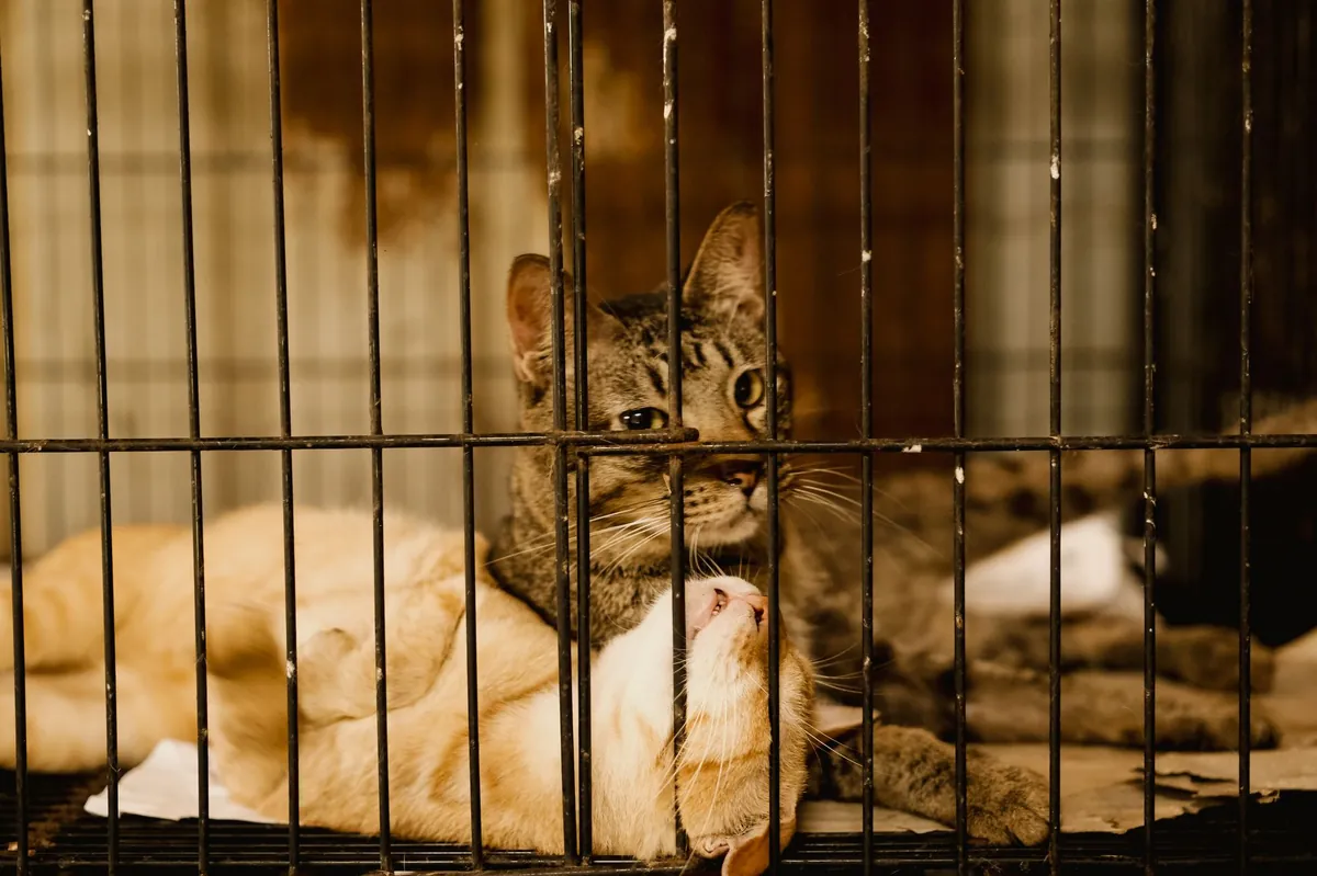 Cats for Adoption Kansas City – Find Your New Buddy Today