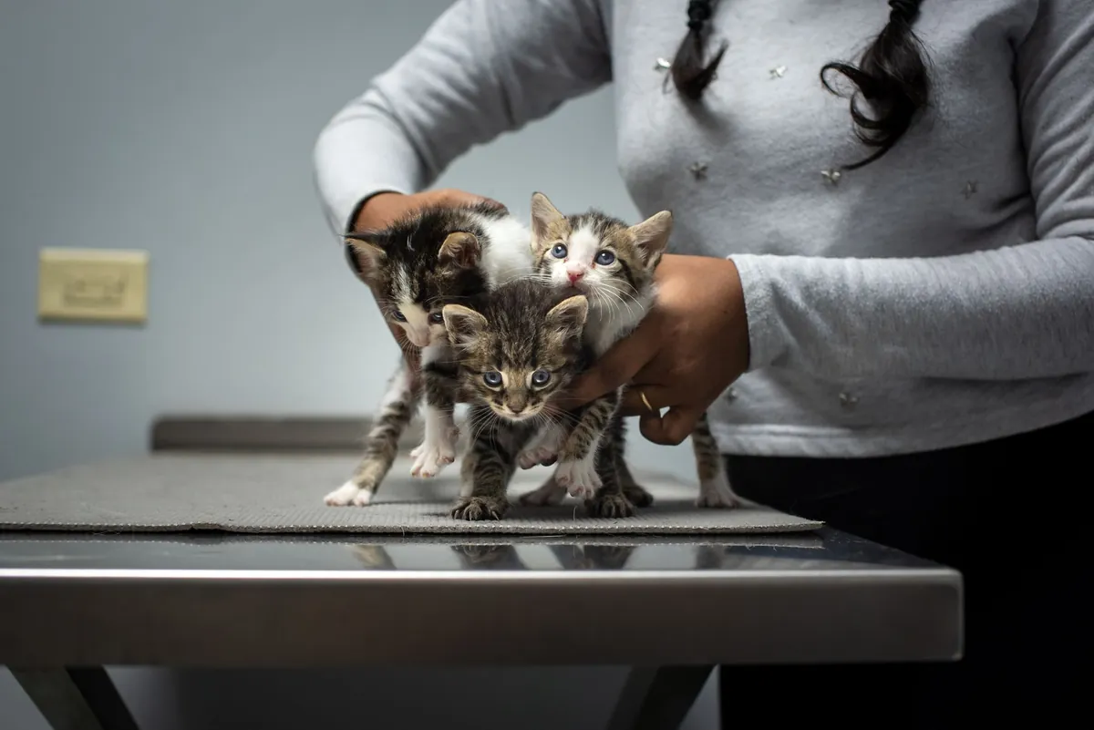 Cats for Adoption Philadelphia: Find Your Perfect Feline Friend