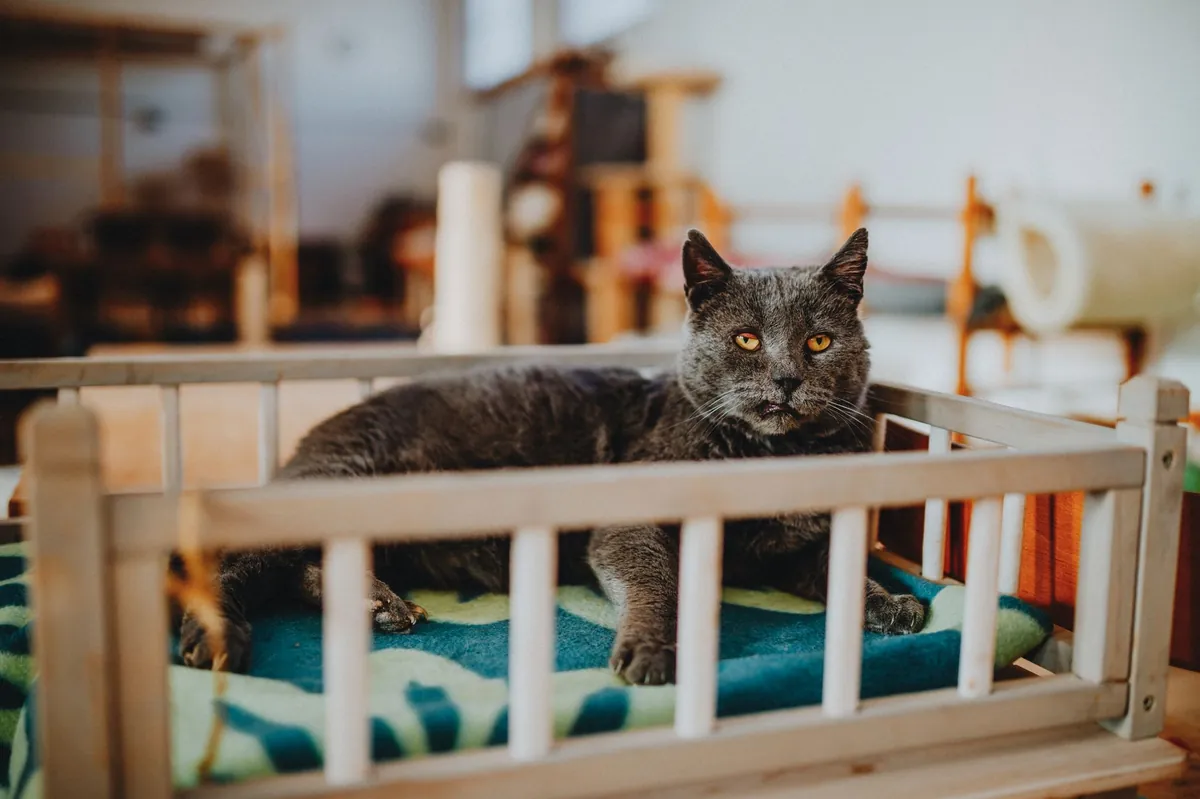 Cats for Adoption Puyallup – Find Your Forever Feline