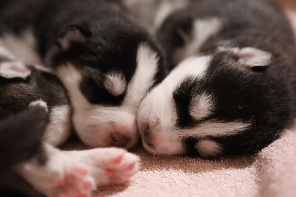 Dog Breeders Near Me: Find Local, Trusted Pup Sources