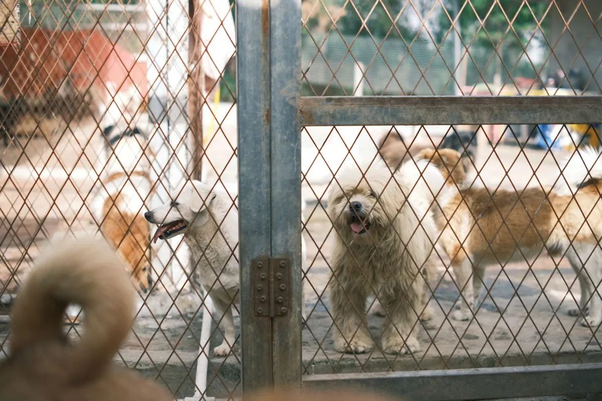Durham Animal Shelter Dogs: Adoption Guide & Tips