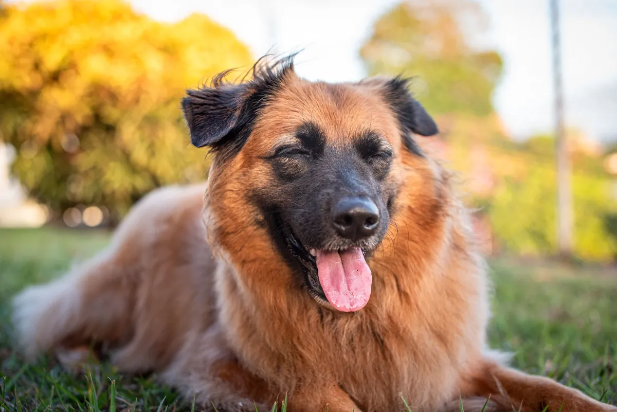 Federal Way Humane Society Dogs for Adoption – Find Your New Best Friend