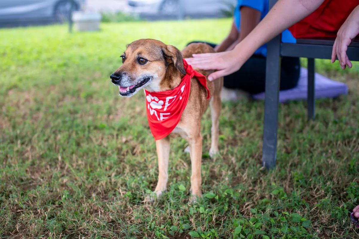 Free Dogs for Adoption – Find Your New Best Friend Today