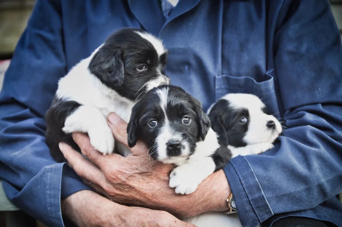 Free Dogs Near Me By Owner – Find & Adopt Today