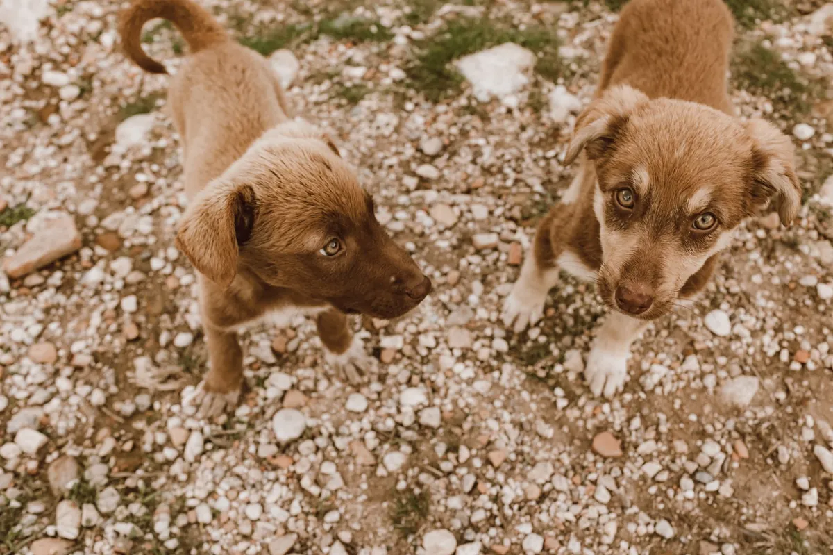 Free Puppy Adoption Near Me – Find & Adopt a Healthy Pup Today