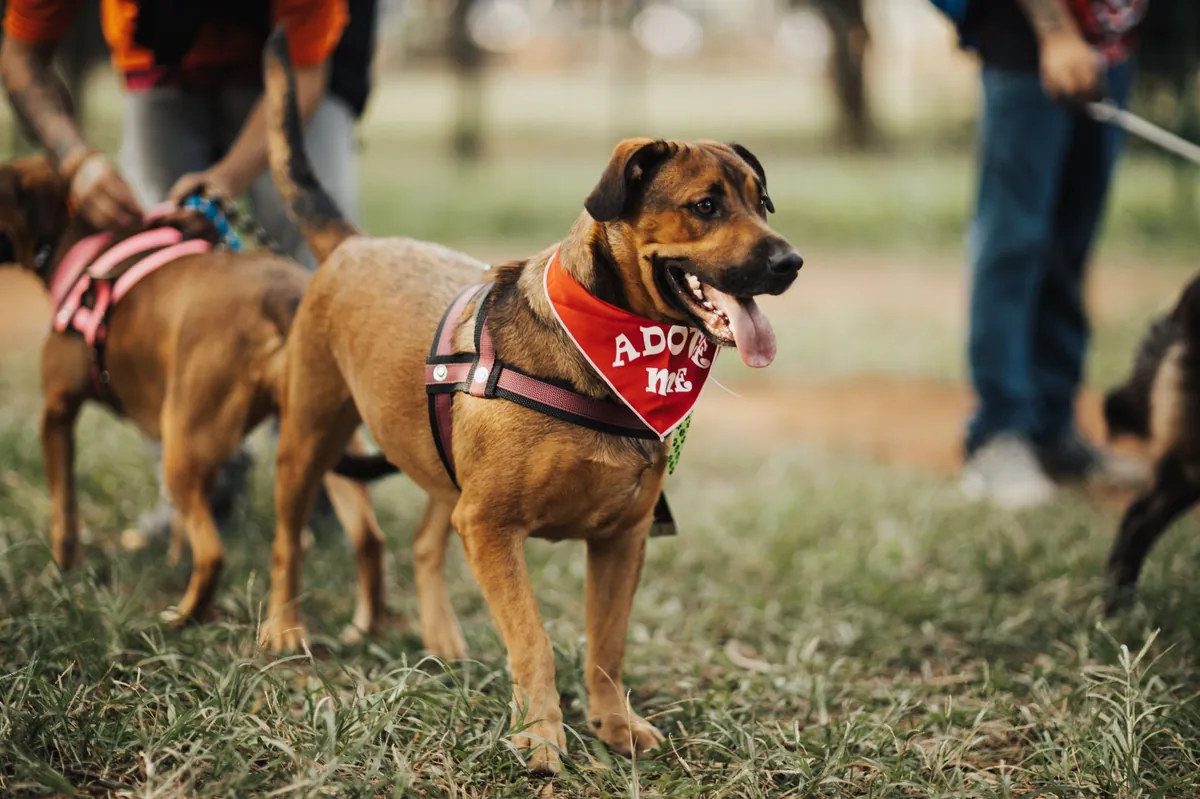 Humane Animal Rescue Near Me – Find Care, Adoption & Help Today