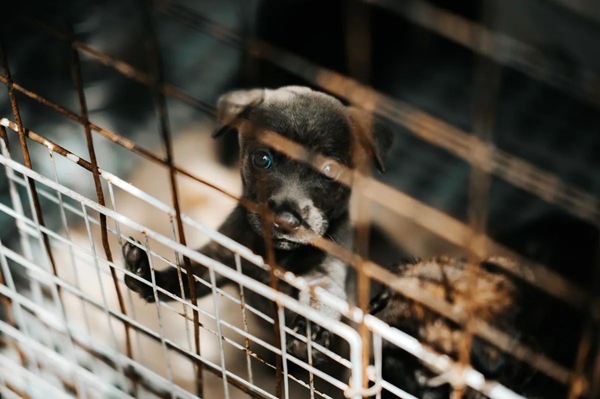 King County Humane Society Dogs for Adoption – Find Your New Best Friend