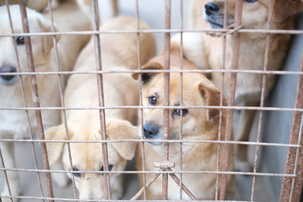 Los Angeles Animal Shelter Search – Find, Adopt & Save