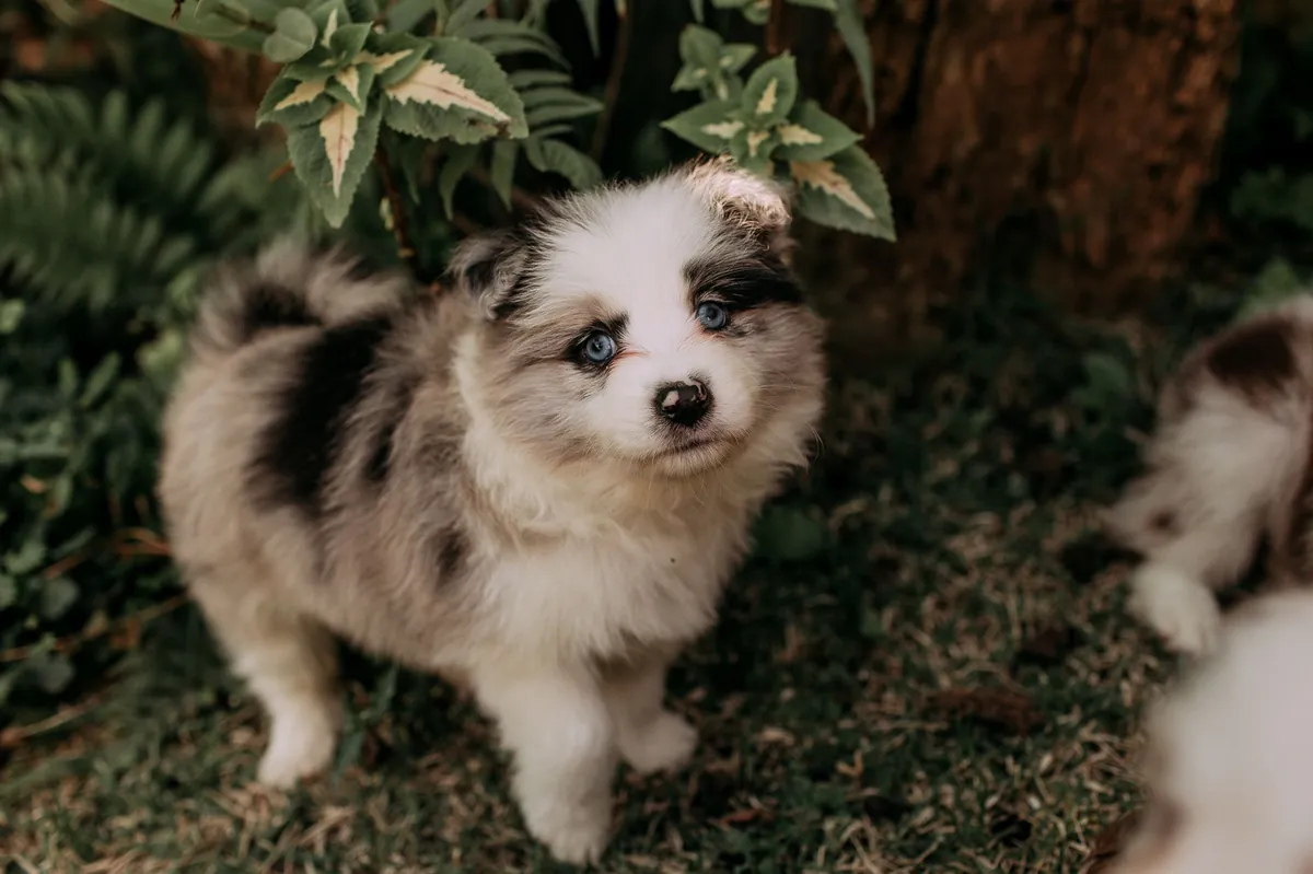 Puppies for Sale – Find Your Perfect Companion Today