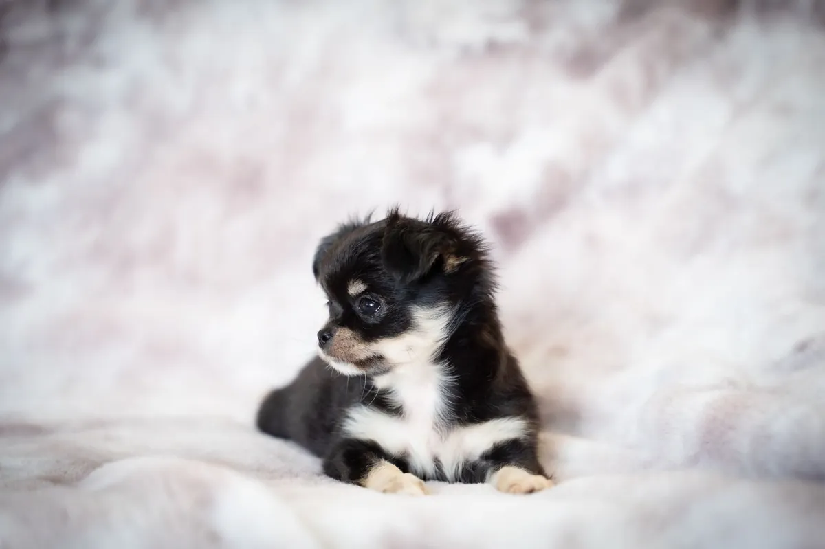 Find Puppies Near Me – Quick Guide to Adoption, Free Finds & Safe Buying