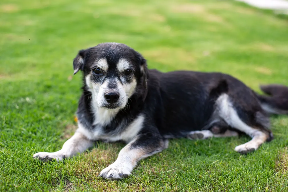 Puyallup Humane Society Dogs for Adoption – Find Your New Best Friend