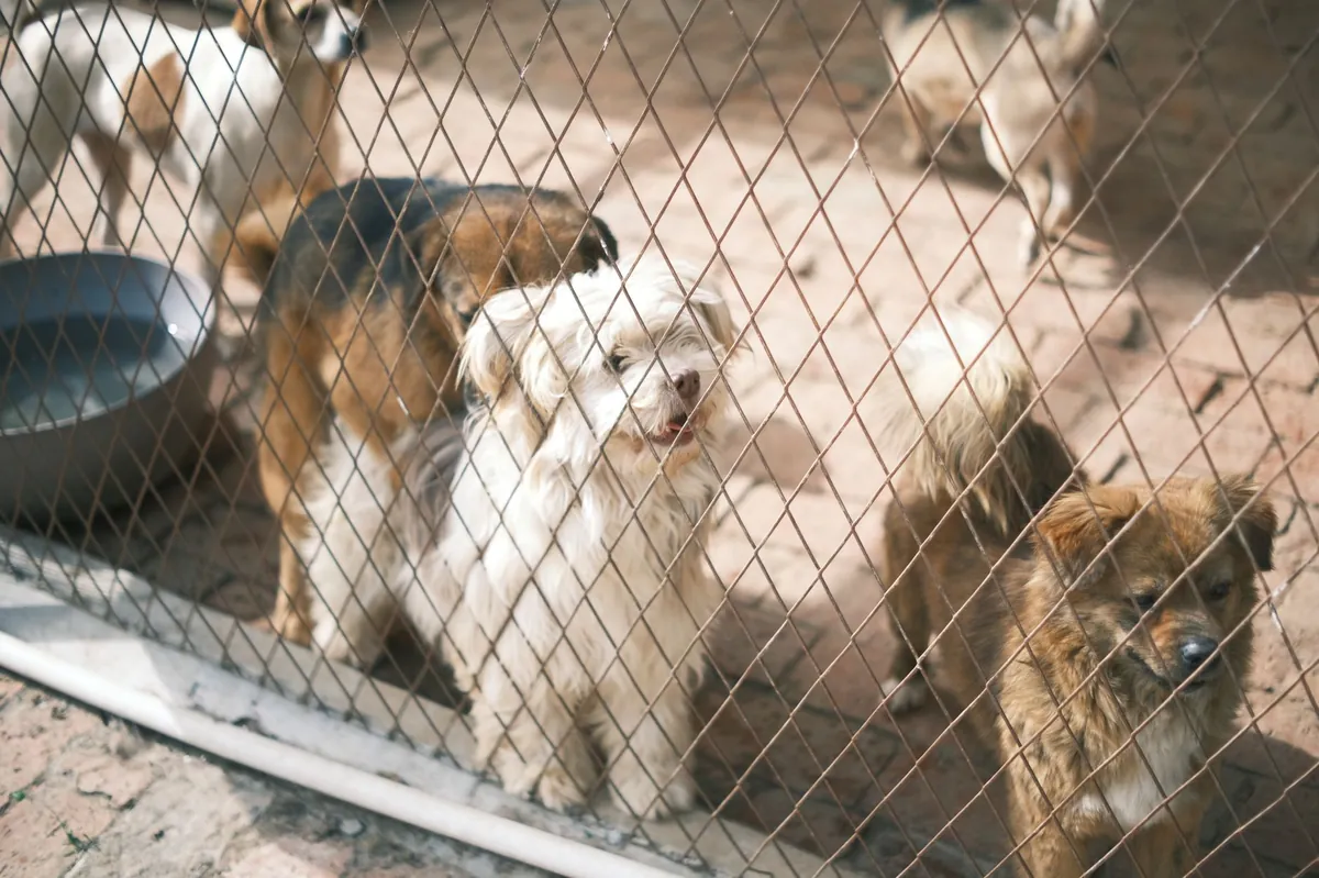 Raleigh Animal Shelter Guide: Adoption, Services & Tips