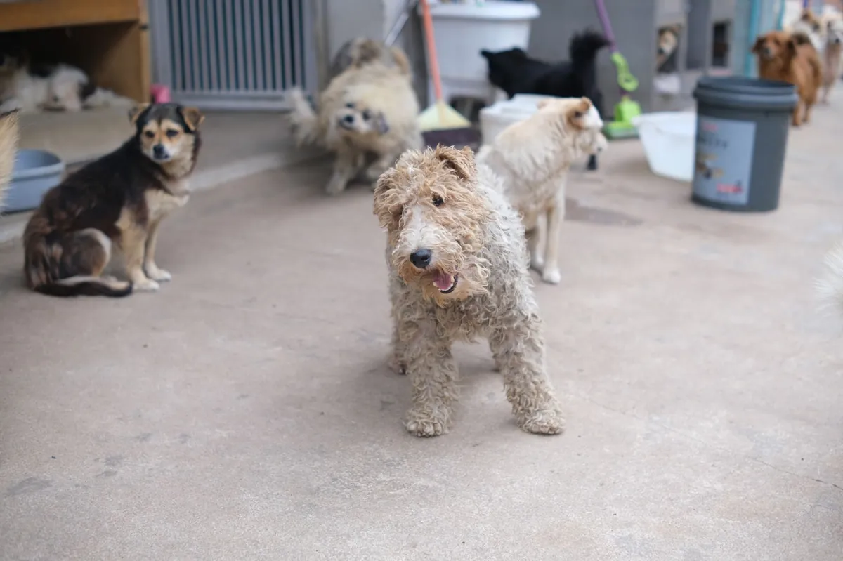 Small Dog Rescue Pittsburgh – Find Your Tiny Companion Today