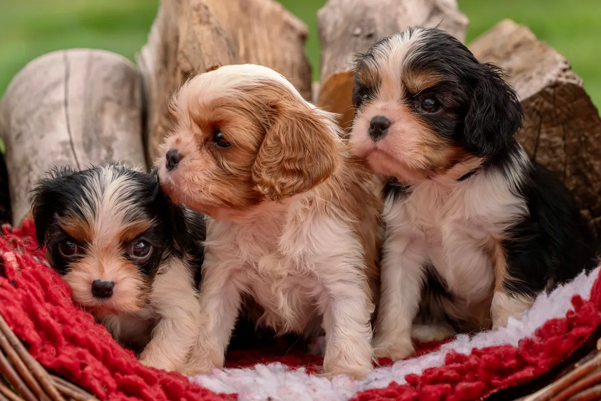 Small Dogs for Adoption Springfield IL: Find Your Perfect Companion