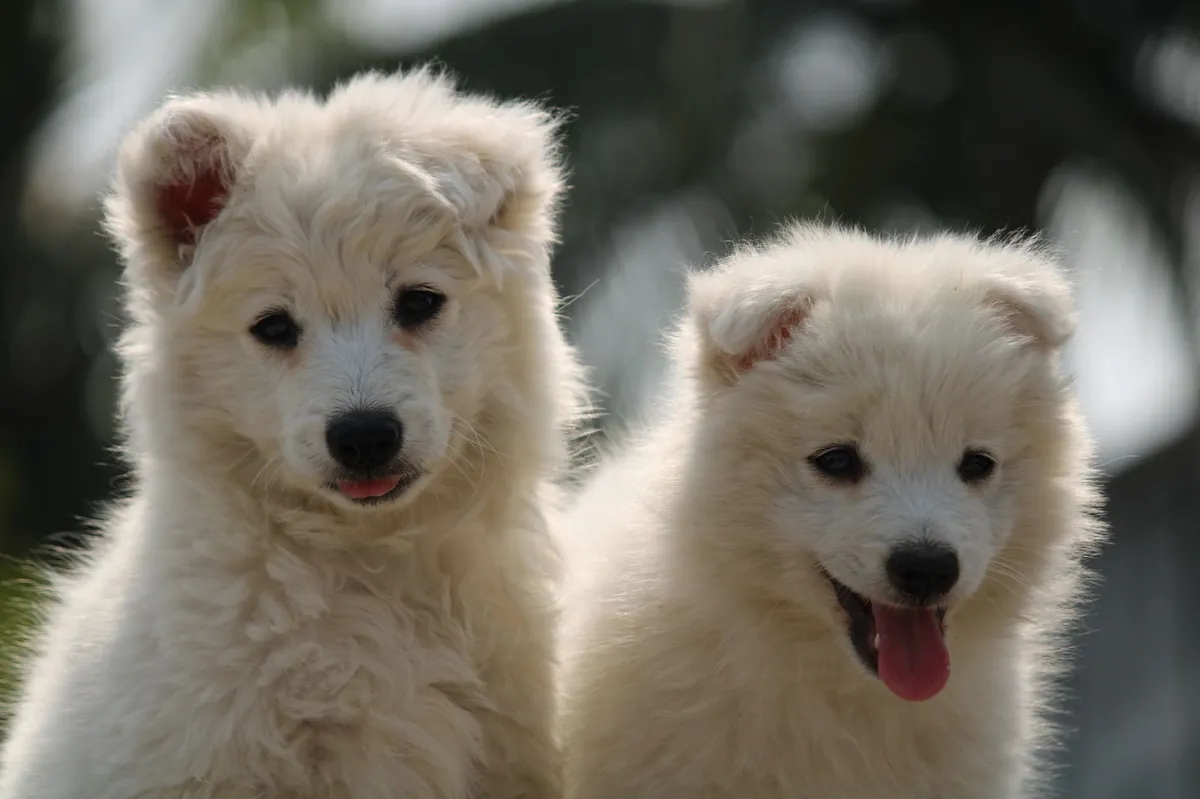 Top 100 Cutest Dog Breeds – Your Ultimate Guide