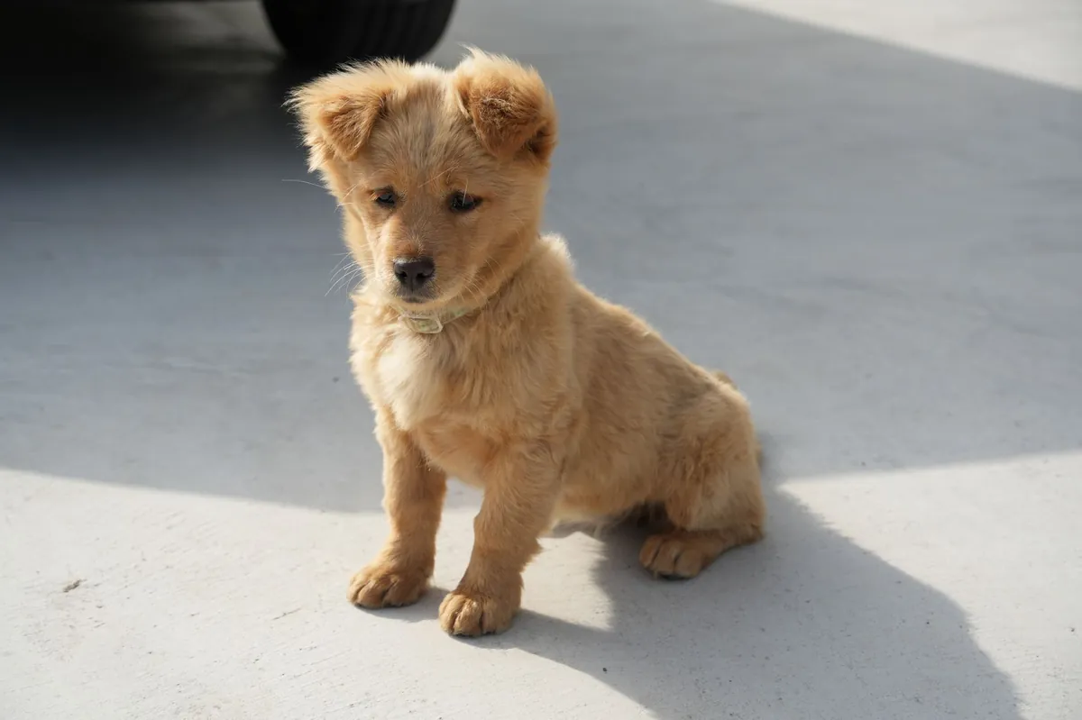 Top 5 Cutest Dog in the World: Adorable Companions You’ll Love
