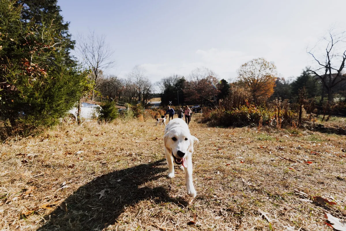 Where is iHeartDogs Located? Full Address & Contact Info