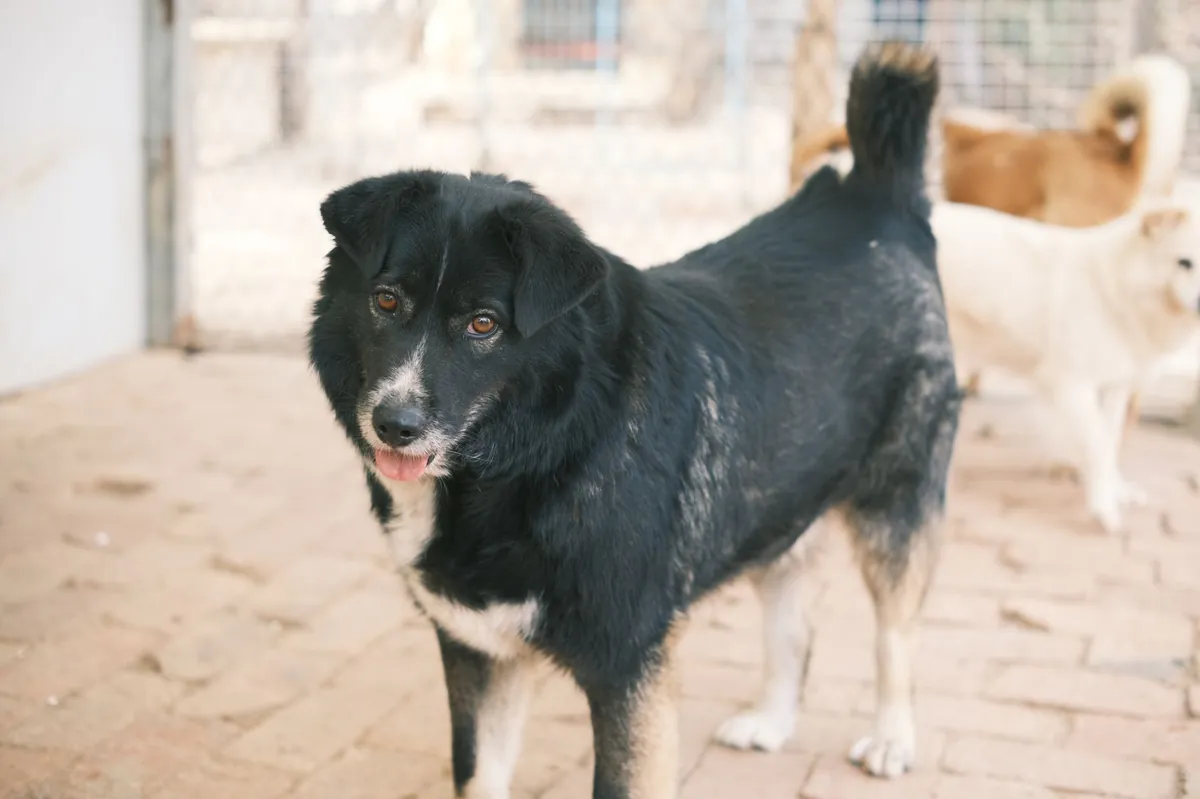 Wild Canine Rescue Phone Number – How to Call & What to Expect