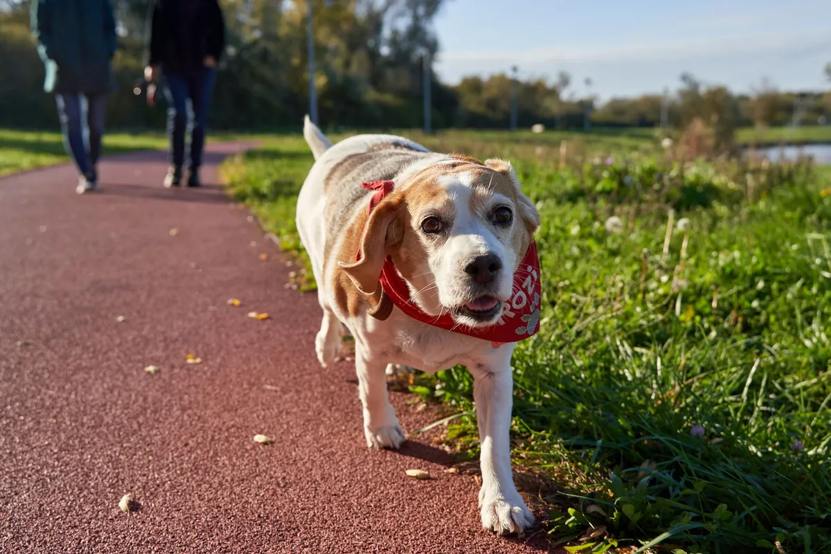 $10 Petco Coupon In-Store: How to Grab & Use It Right Now