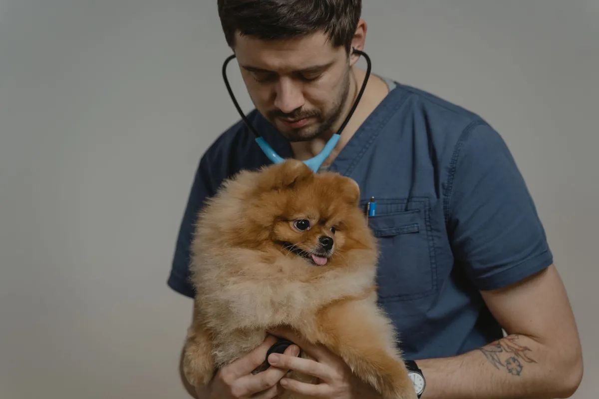 24 Hour Vet Near Me: How to Find Fast, Reliable Emergency Care