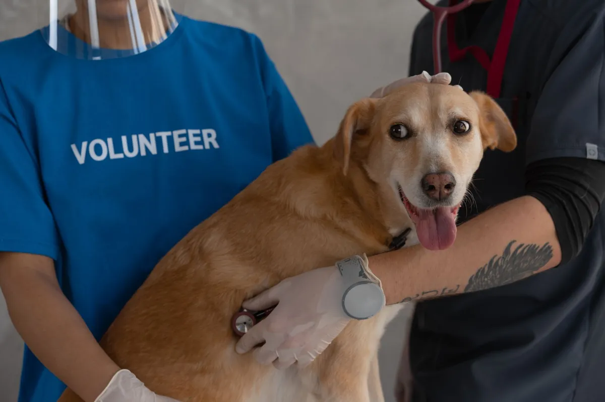 24 Hour Vet Online Free – Get Instant Pet Care Anywhere