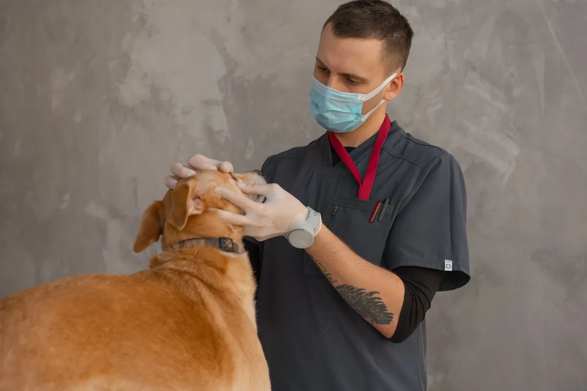 Affordable Veterinarian Near Me: Find Low-Cost, Quality Pet Care Today