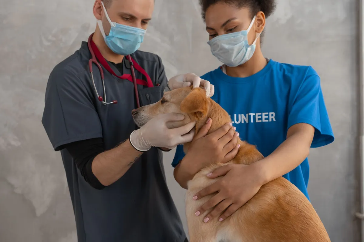 Find an Animal Hospital Near Me – Fast, Reliable Care for Your Pet