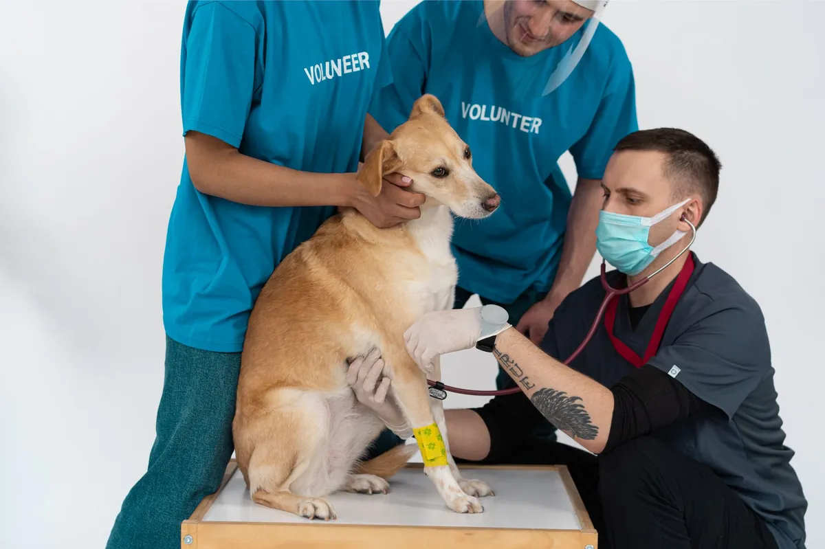 Ask a Vet Online: Fast, Reliable Pet Advice for Your Furry Friend
