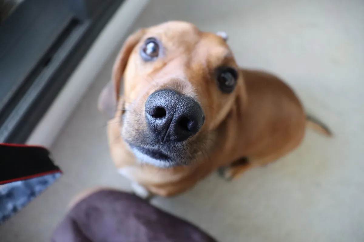 Best Dog Food Reddit: Top Picks & Trusted Advice