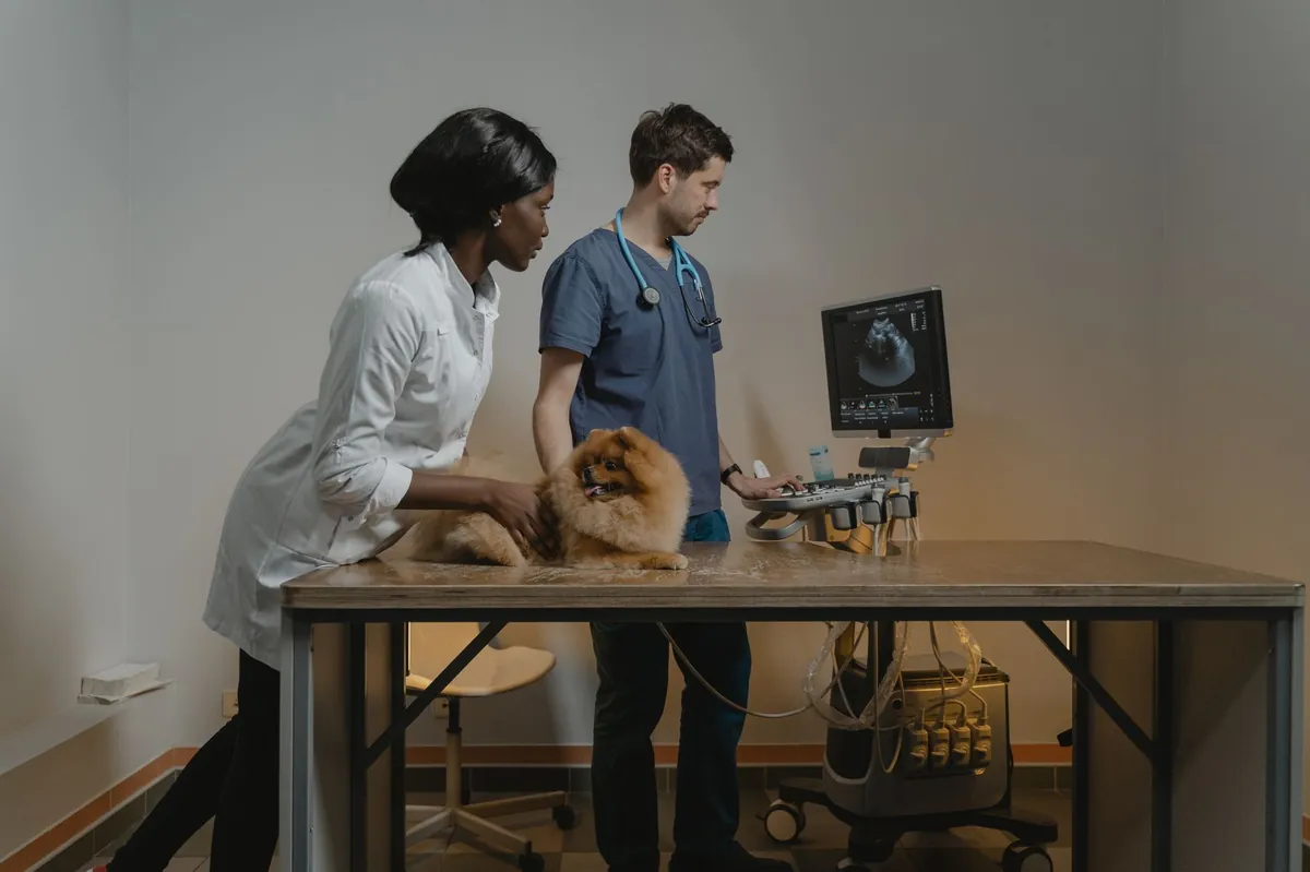 Best Online Vet: Finding Trusted Virtual Veterinary Care for Your Pet