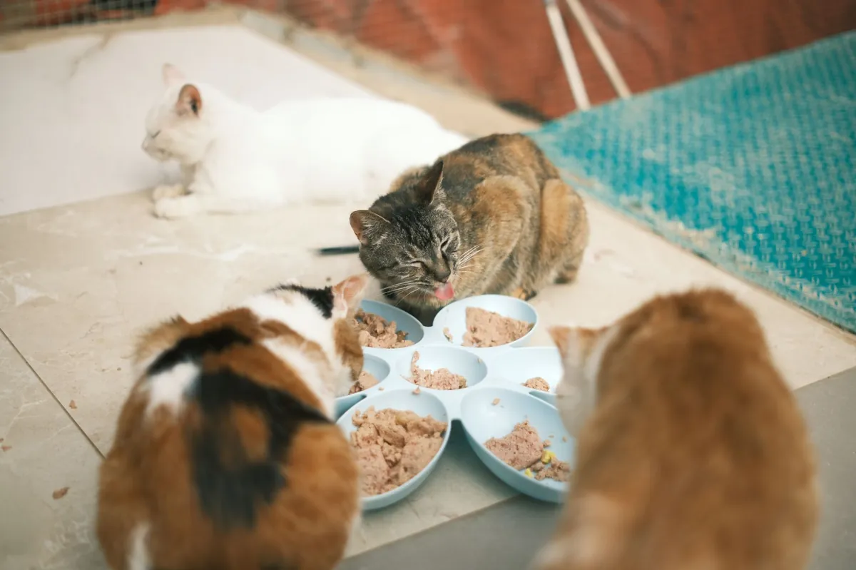 Cat Food Nearby – How to Find Quality Meals Fast