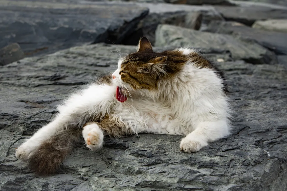 Cat Grooming: Essential Tips for Healthy, Happy Cats