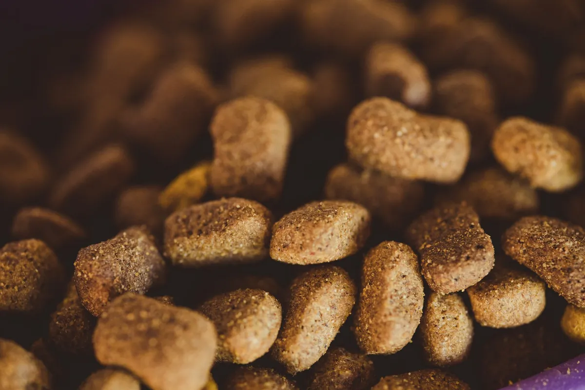 Dog Food Brands: Choosing the Best Nutrition for Your Dog