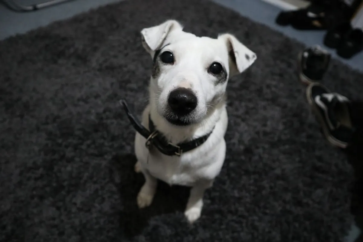 Dog Food Pedigree: Affordable Dry & Wet Choices for Every Pup