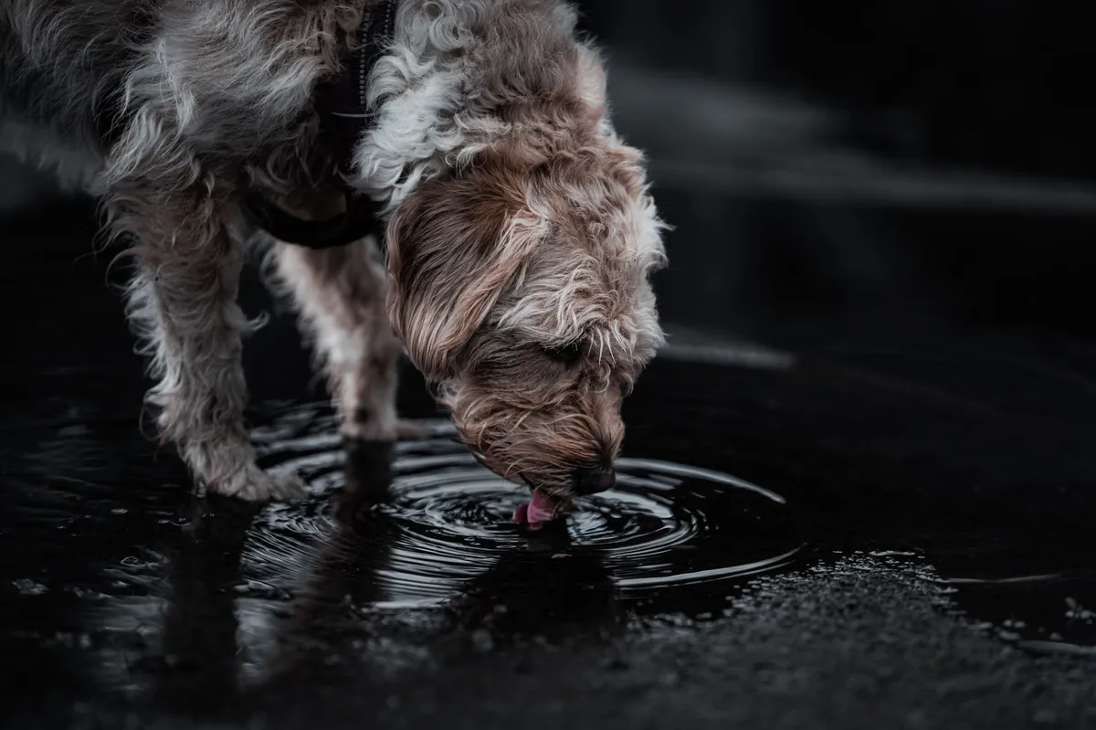 Dog Food Wet: Benefits, Top Brands & Buying Guide